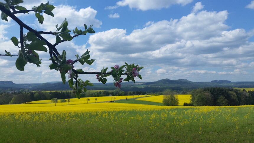 Landschaftsbild mit Baumblüte im Vorder- und Rapsblüte im Hintergrund