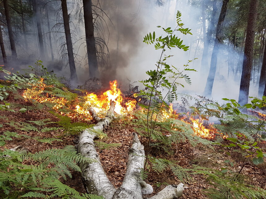 Feuer auf dem Waldboden