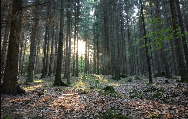 Etappe 1: Sch&ouml;na bis Grenzbaude
